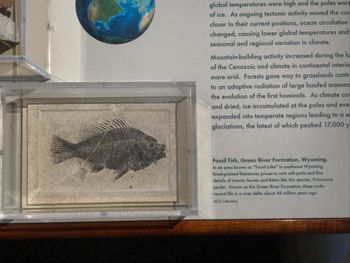 Media type: image;   Vertebrate Paleontology VPF-6319 Description: Photograph of the whole skeleton in lateral view of MCZ VPF-6319, Priscacara pealei on exhibit in the Geology Exhibit at the Harvard Museum of Natural History.;  Aspect: lateral